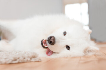 Beautiful Samoyed dog is resting in a bright room. Beloved pet in the natural atmosphere of home.