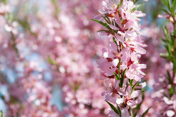 Fototapeta premium Blooming pink sakura blossom. Spring background of macro almond blossom tree branch. Happy Passover background. World environment day concept. Easter, Birthday, womens holiday banner. Selective focus