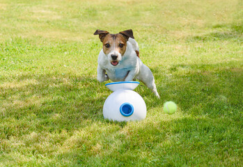 Dog playing with robot ball launcher. Funny dog chasing ball on green grass