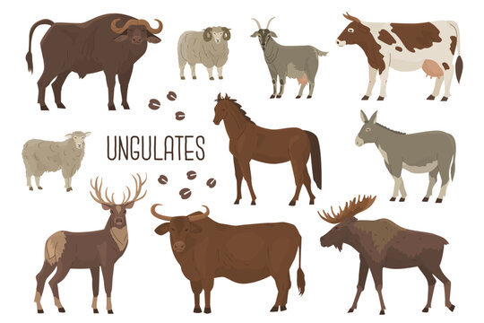 Set of 10 ungulates. Wild and domesticated animals. Cow, deer, buffalo, bull, goat, ram, sheep, donkey, elk, horse. Farm pets. Household. Vector illustration. Isolated objects on white background.