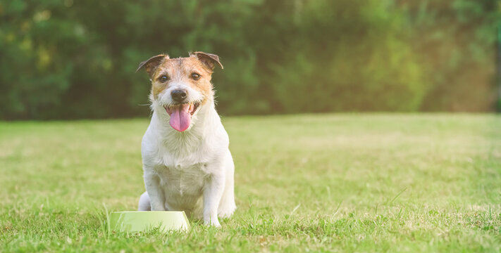 Dog sitting on green grass with empty bowl waiting for feed to eat or water do drink. Panoramic image.