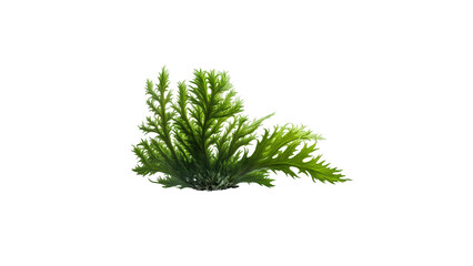 3d rendering of Green Codium Sea Weed isolated on transparent background, Generative AI