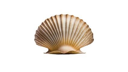 High-quality 3D Render of a Isolated Scallop Shell with Transparent Background, Generative AI