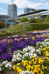 花の広場・シンボルプロムナード公園（東京都お台場）