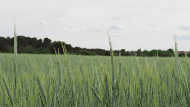 Campo cereal verde trigo centeno