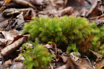 ふわふわなヒノキゴケ