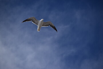 Seemöwe im Flug