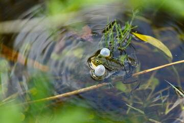 Frog in the pond