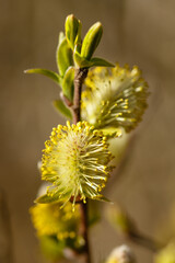 Spring and willow