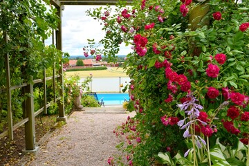 The path to the pool through a blooming garden with roses.