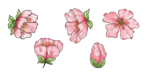 Watercolor set of Chinese cherry blossoms. Hand drawing, clipart. Design for stickers, postcards and posters. Spring pink flowers.