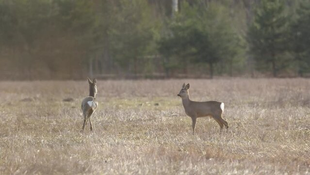 Two Roe deer watching and leaving on a springtime field in Estonia, Northern Europe