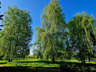 trees in the park