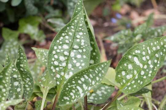 Pulmonaria leaves, Lungwort, green with white spots growing in a rural garden, close-up view