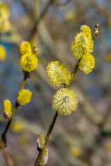 Weidenkätzchen