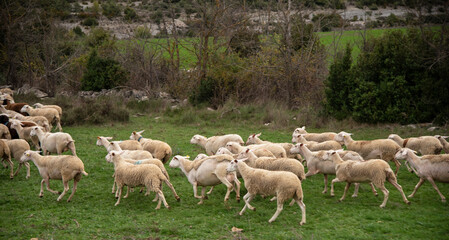 Detail shot of a flock of white sheep and a black sheep walking on a field of very green grass with a rocky mountain in the background on a cloudy day.