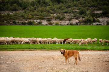 Fototapeta premium Nice herding scene with a dog guarding a flock of sheep wandering freely through a field of very green grass with mountains in the background.