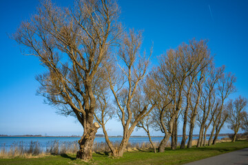 Buchen auf der Insel Rügen-Wittow