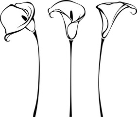 Calla lily flowers. Line art illustration of callas isolated on a white background. Set of vector black and white contour illustrations - obrazy, fototapety, plakaty