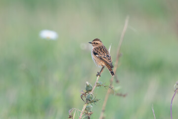 Braunkehlchen