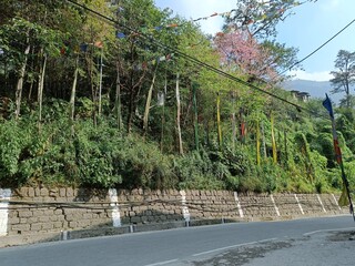 Panoramic landscape view of dense beautiful lush green trees and vibrant colorful Tibetan Prayer Flags at the edge of road in Gangtok, Sikkim, India