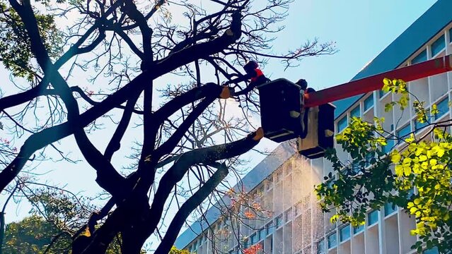 Tree surgeons stand on their cherry picker and trim a tall tree with a chainsaw.