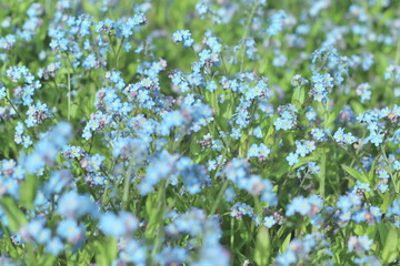 Selective focus defocus of field of blue flowers abstract background banner. Flower's name forget me not small little blue purple.
