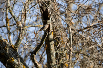 Female Redstart perched on a tree branch in Madrid