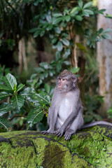 Portrait of one monkey at Sangeh monkey forest in Bali near Ubud village. Indonesia