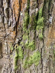 Lichenes on the Wood in Kerinci