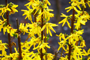 Bright spring bush with yellow flowers. Flowering forsythia in springtime. Spring flowering bush