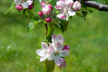 Blooming fruit tree. Pink Cherry Blossom flower on a warm spring day
