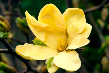 Close-up of a yellow magnolia flower in a spring garden.