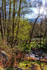 Primavera en el Valle de Iruelas.
