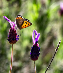 Mariposa sobre una flor de lavanda