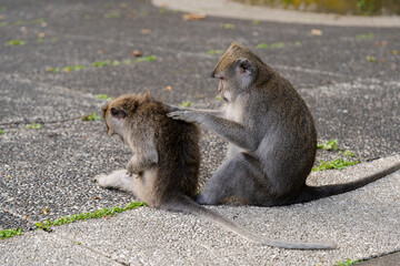 Two monkeys picking lice from each other at Sangeh Monkey Forest, Bali, Indonesia
