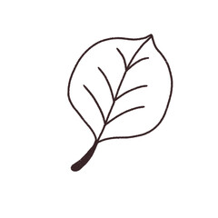 illustration of leaf  Hand drawn 
