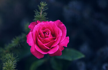 pink rose on a black background
