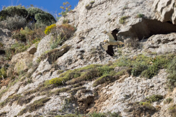 The Egyptian vulture (Neophron percnopterus), black and white vulture, with long and pointed tail. Sicily, Italy.