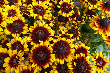 Fototapeta na wymiar Sunflowers looking pretty