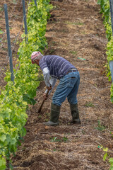 View of farmer working with hoes, pulling weeds and watering vines in the field of vines. Typical vineyards for the production of Madeira wine