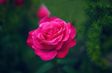 pink rose on green