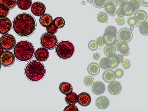 Haematococcus pluvialis green and cyst algae under microscopic view - haematocyst, active and resting cells, strong antioxidant astaxanthin