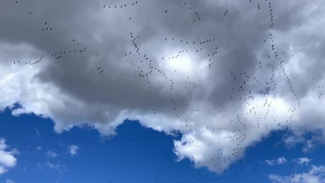 Geese migration. ducks flying in from the south in early spring in a V-shape in the sky.
