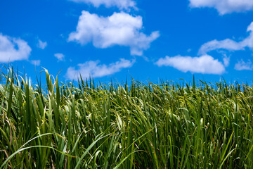 Green tall haulms of sugar cane contrasting with bright blue sky and white clouds. Agricultural...