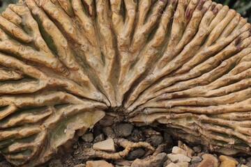 Incredible fan shaped cactus growing in the desert.