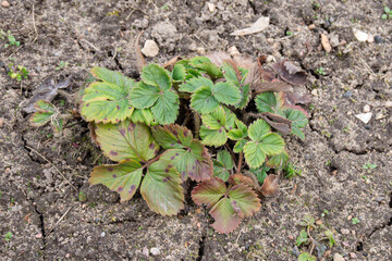 Old Strawberry bush before cleanup in a Spring Garden. Plants with Dry Brown Leaves with Reddish-brown Spots. Symptoms of Strawberry Disease.