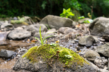 Green mossy stone, blurred background, natural concept, can add products, selected area, natural stone