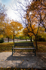Empty bench in park with yellowed leaves in autumn