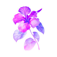 Beautiful Watercolor Hibiscus Flowers art, Watercolor Hibiscus Flowers isolated.